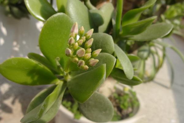 燕子掌图片大全(好看的造型) 燕子掌多肉特点与简介