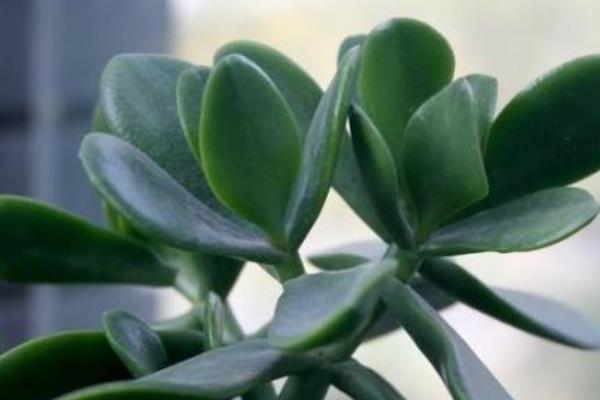 燕子掌图片大全(好看的造型) 燕子掌多肉特点与简介