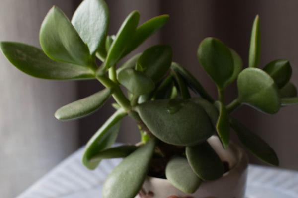 燕子掌图片大全(好看的造型) 燕子掌多肉特点与简介