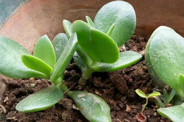 燕子掌图片大全(好看的造型) 燕子掌多肉特点与简介