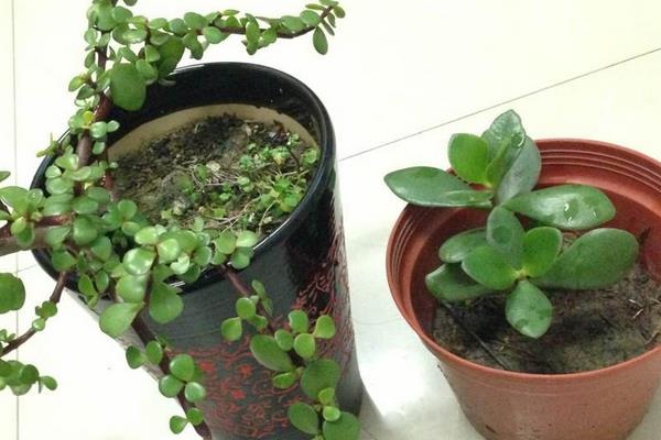 燕子掌图片大全(好看的造型) 燕子掌多肉特点与简介