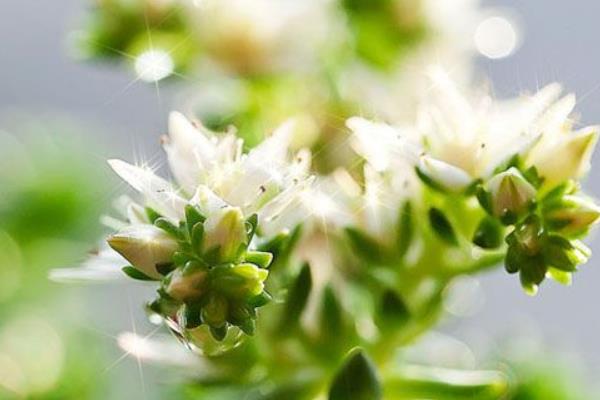 白花小松掉叶子的原因及解决办法  百花小松叶子发蔫的原因及解决办法
