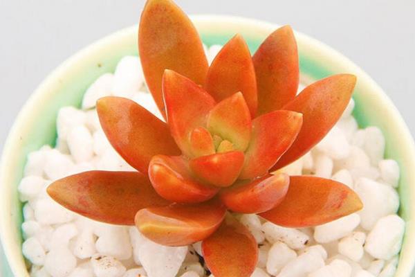 铭月多肉图片大全(老桩) 铭月特点与简介