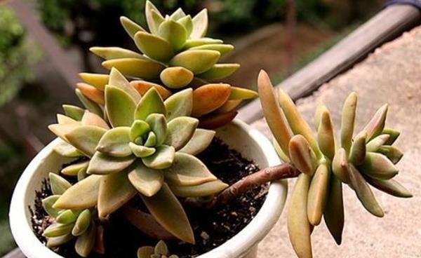 铭月多肉图片大全(老桩) 铭月特点与简介