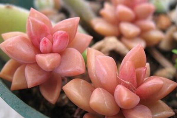 铭月多肉图片大全(老桩) 铭月特点与简介