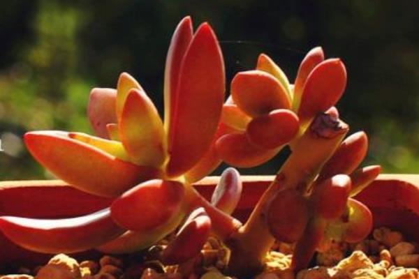 铭月多肉图片大全(老桩) 铭月特点与简介