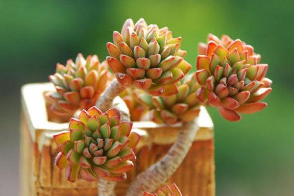 铭月多肉图片大全(老桩) 铭月特点与简介