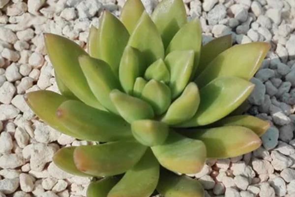 铭月多肉图片大全(老桩) 铭月特点与简介