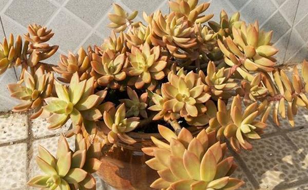 铭月多肉图片大全(老桩) 铭月特点与简介