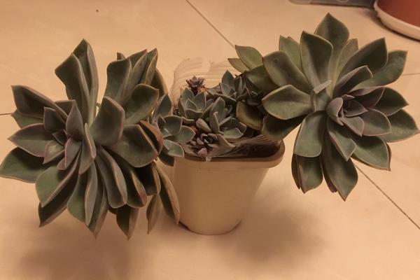 铭月多肉图片大全(老桩) 铭月特点与简介