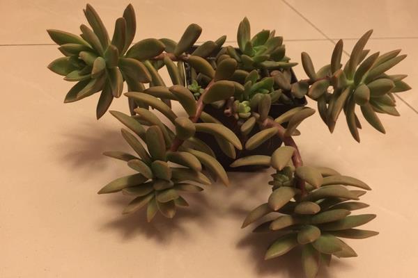 铭月多肉图片大全(老桩) 铭月特点与简介