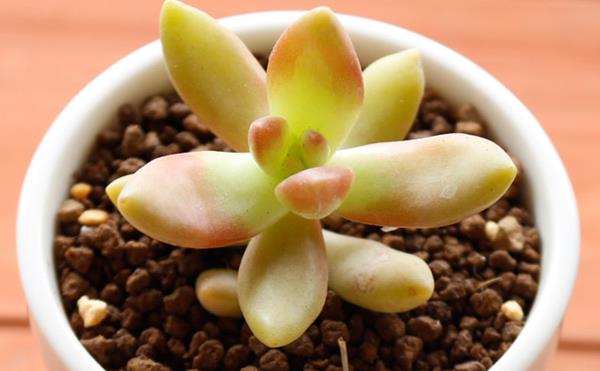 铭月多肉图片大全(老桩) 铭月特点与简介