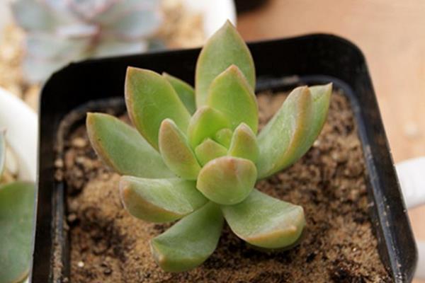 铭月多肉图片大全(老桩) 铭月特点与简介