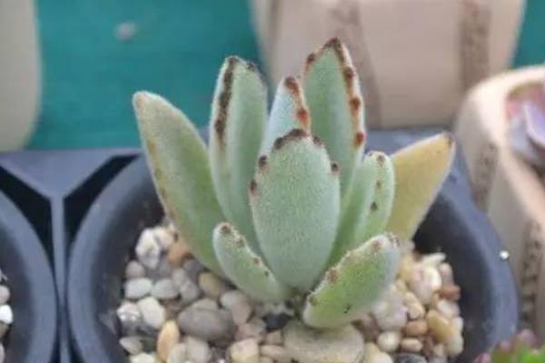 熊童子与猫爪的区别是什么(哪个贵) 熊童子的生长习性