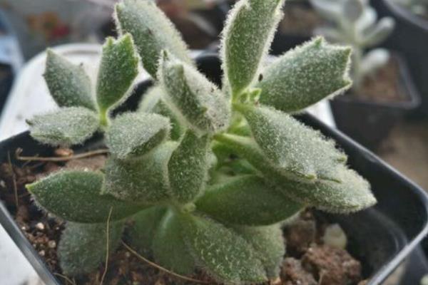 熊童子与猫爪的区别是什么(哪个贵) 熊童子的生长习性