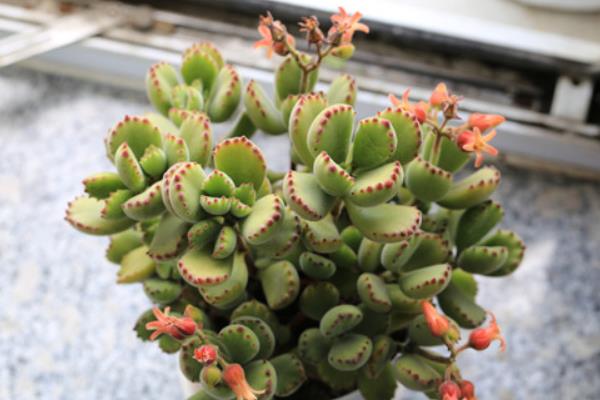 熊童子与猫爪的区别是什么(哪个贵) 熊童子的生长习性