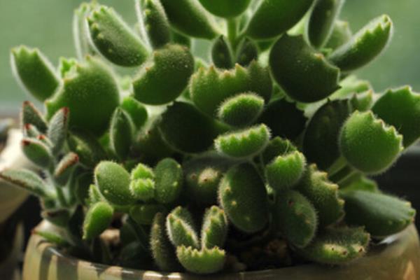 熊童子与猫爪的区别是什么(哪个贵) 熊童子的生长习性