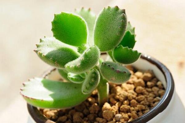 熊童子与猫爪的区别是什么(哪个贵) 熊童子的生长习性