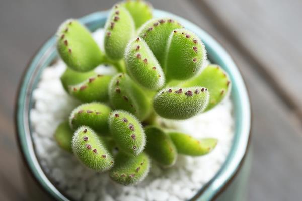 熊童子与猫爪的区别是什么(哪个贵) 熊童子的生长习性