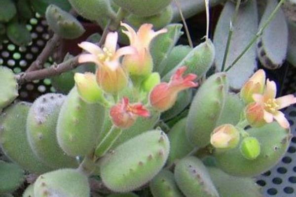 熊童子开花吗（什么时候开） 熊童子开花后怎么养