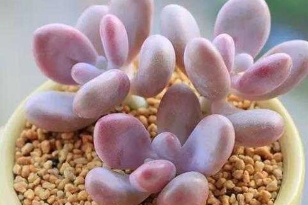 多肉星美人养殖方法与注意事项  星美人的主要价值