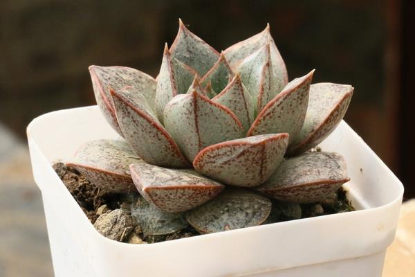 大和锦多肉图片大全(开花、老桩) 大和锦多肉特点与简介