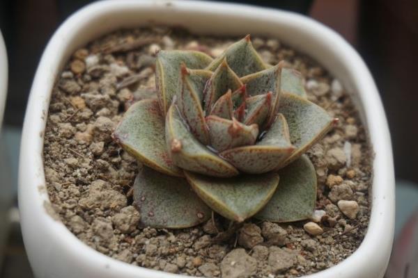 大和锦多肉图片大全(开花、老桩) 大和锦多肉特点与简介