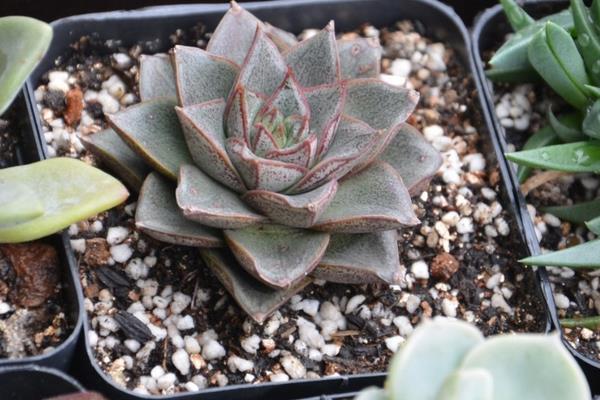 大和锦多肉图片大全(开花、老桩) 大和锦多肉特点与简介