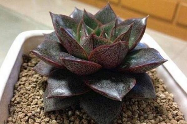 大和锦多肉图片大全(开花、老桩) 大和锦多肉特点与简介