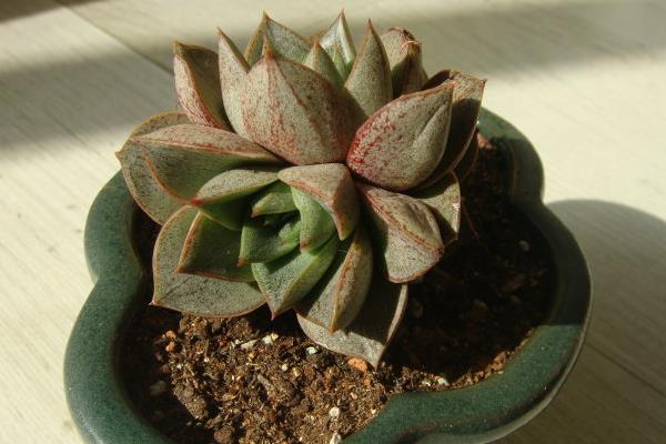 大和锦多肉图片大全(开花、老桩) 大和锦多肉特点与简介