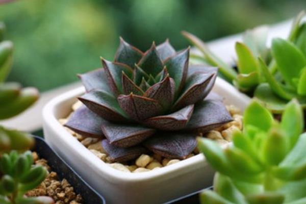 大和锦多肉图片大全(开花、老桩) 大和锦多肉特点与简介