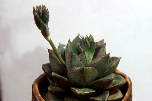 大和锦多肉图片大全(开花、老桩) 大和锦多肉特点与简介