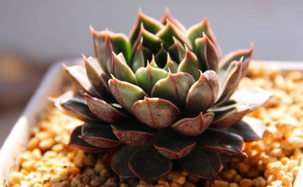 大和锦多肉图片大全(开花、老桩) 大和锦多肉特点与简介