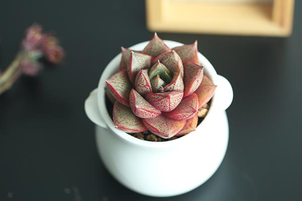 大和锦多肉图片大全(开花、老桩) 大和锦多肉特点与简介