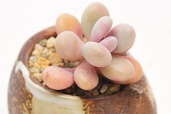 多肉桃之卵怎么养(快速爆盆) 桃之卵繁殖方法(播种)