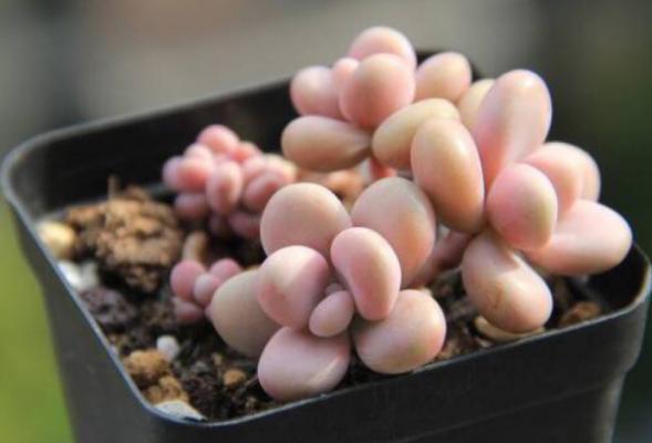 多肉桃之卵怎么养(快速爆盆) 桃之卵繁殖方法(播种)