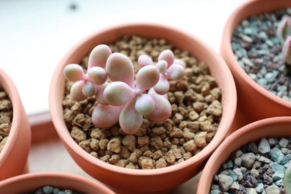 多肉桃之卵怎么养(快速爆盆) 桃之卵繁殖方法(播种)