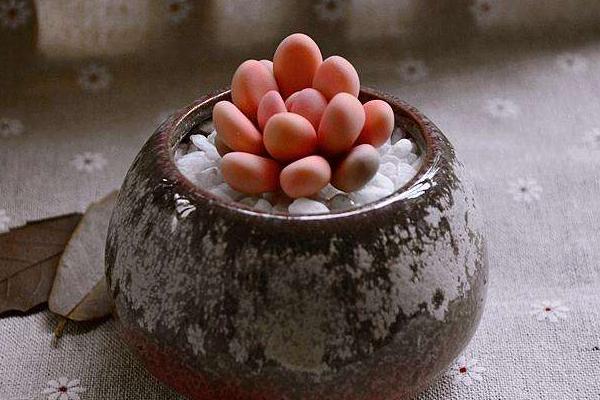 多肉桃之卵怎么养(快速爆盆) 桃之卵繁殖方法(播种)