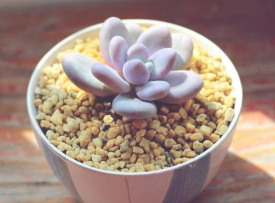 多肉桃之卵怎么养(快速爆盆) 桃之卵繁殖方法(播种)