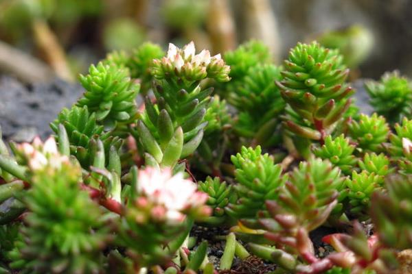 白花小松开花吗(什么时候开花) 白花小松繁殖法