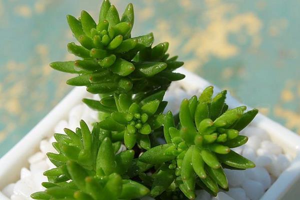 白花小松开花吗(什么时候开花) 白花小松繁殖法