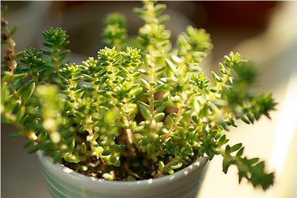 白花小松开花吗(什么时候开花) 白花小松繁殖法