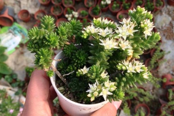 白花小松开花吗(什么时候开花) 白花小松繁殖法