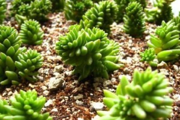 多肉白花小松繁殖方法(叶插)白花小松怎样养爆盆