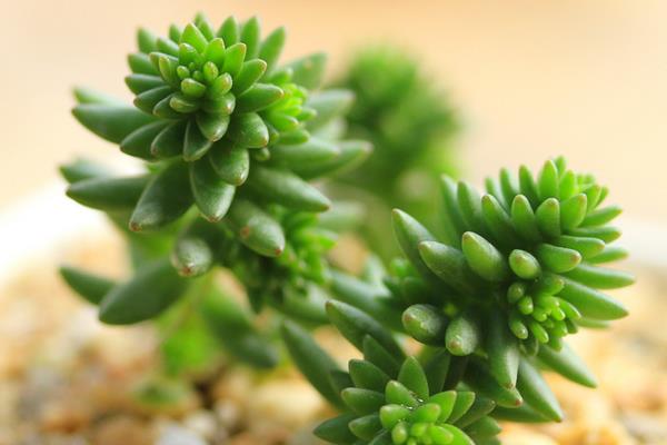 多肉白花小松繁殖方法(叶插)白花小松怎样养爆盆