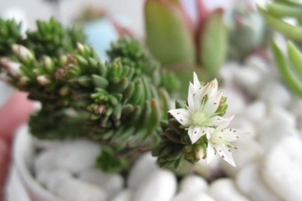 多肉白花小松繁殖方法(叶插)白花小松怎样养爆盆