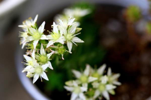 多肉白花小松繁殖方法(叶插)白花小松怎样养爆盆