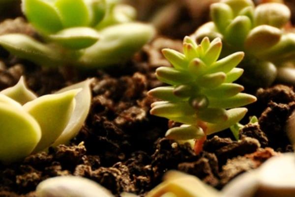 多肉白花小松繁殖方法(叶插)白花小松怎样养爆盆