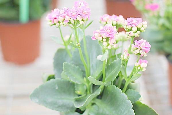 长寿花长太高怎么办(修剪方法) 长寿花怎么摘心