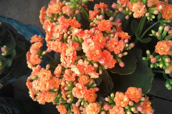 长寿花长太高怎么办(修剪方法) 长寿花怎么摘心